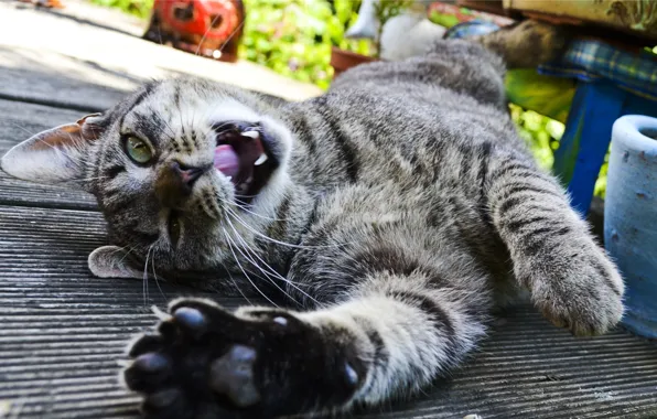Picture cat, look, bench, movement, animal, the situation, floor, yawns