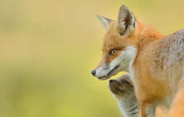 Picture background, Fox, red, cub, Fox