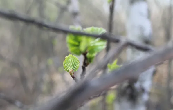 Branches, nature, sheet, green, green, spring, small, nature