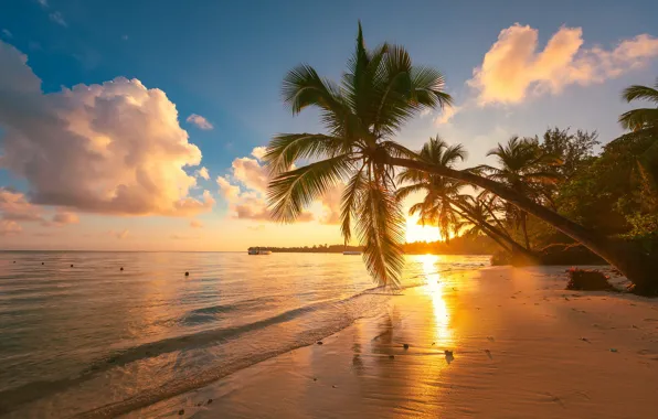 Picture sea, beach, palm trees, shore