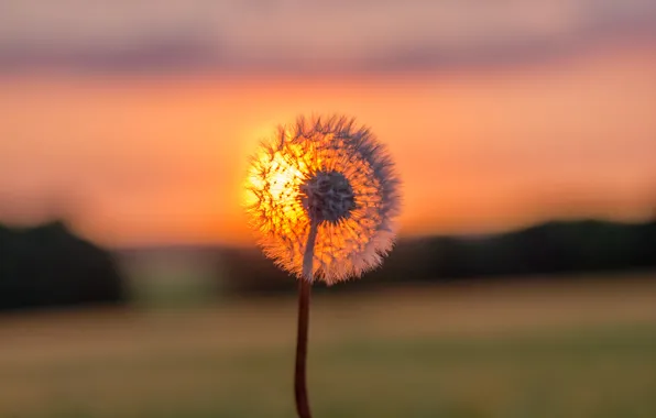 Picture the sky, sunset, dandelion, plant