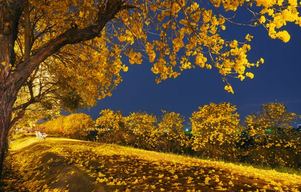Autumn, leaves, light, trees, night, Park, bench