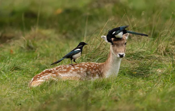 Picture field, grass, pose, bird, two, deer, lies, fawn
