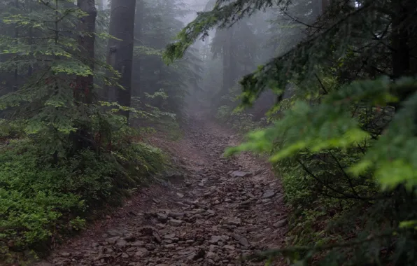 Forest, trees, nature, Poland, path, Poland, Beskid Island, Beskid Vyspov