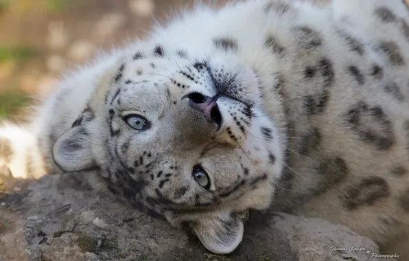 Face, predator, IRBIS, snow leopard, wild cat, snow leopard