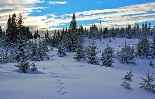 The sky, Winter, Trees, Snow, Norway, Sky, Winter, Snow