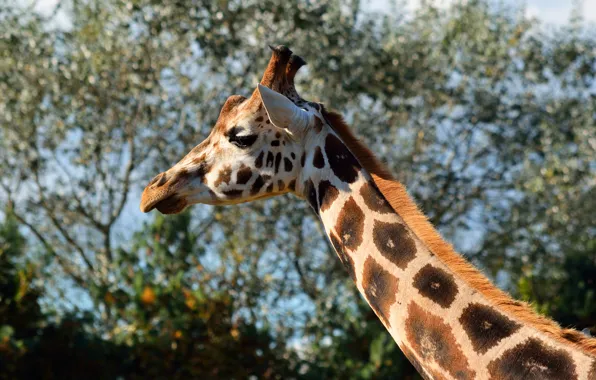 Picture look, face, light, branches, nature, background, portrait, giraffe