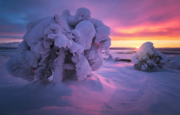 Winter, the sun, rays, snow, trees, sunset, ate, The white sea