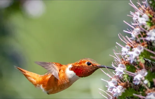 Flower, nature, bird, Animals, hummingbird