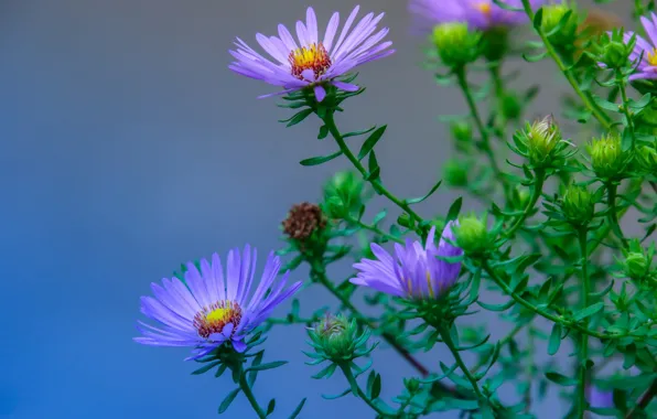 Macro, background, buds, Asters