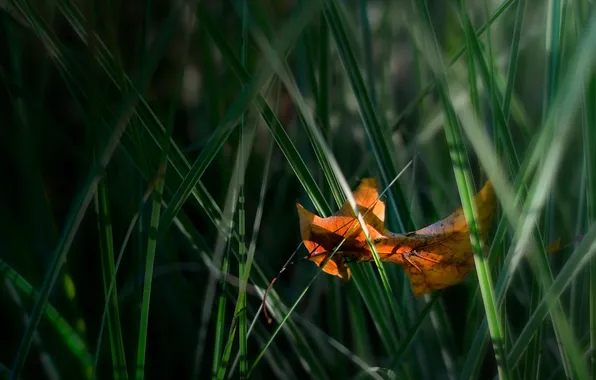 Grass, leaves, macro