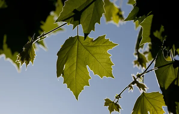 The sky, leaves, nature