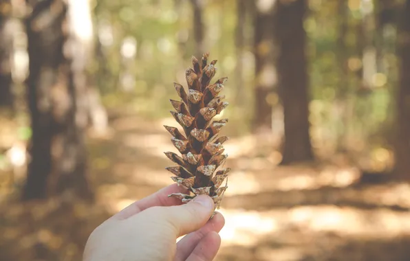 Forest, hand, forest, bump, nature, woods, hand, outdoors