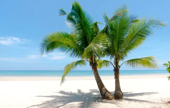 Sand, sea, wave, beach, summer, the sky, palm trees, shore