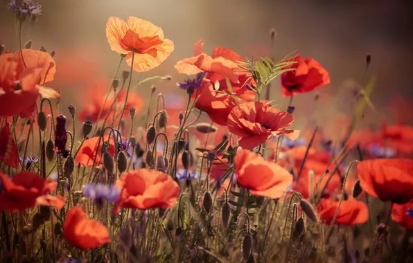 Summer, flowers, Maki