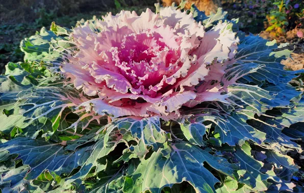 Autumn, October, Ornamental Kale