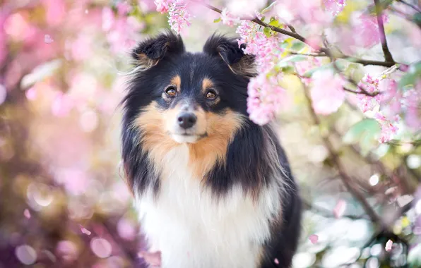 Look, face, light, flowers, branches, background, portrait, dog