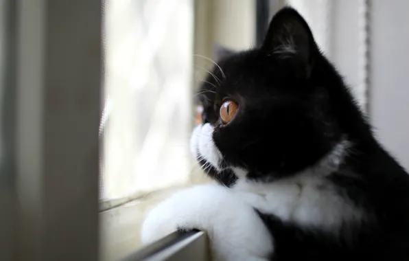 Look, black and white, Cat, profile, color, looking out the window