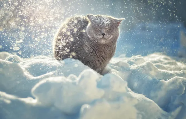 Winter, cat, animals, cat, snow