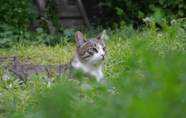 Grass, Cat, lies