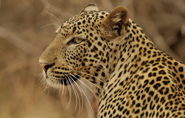 Picture predator, leopard, profile