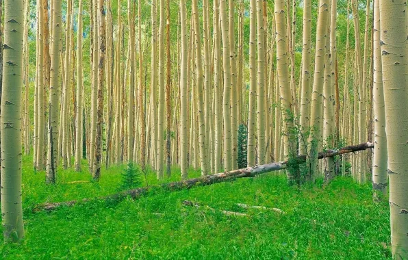 Picture forest, grass, trees, aspen