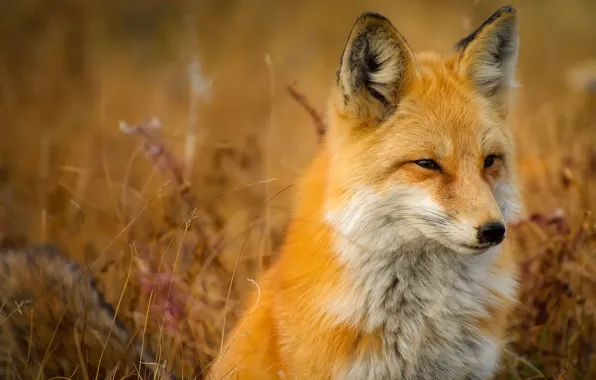 Look, face, portrait, Fox, red, grass, wildlife, blade