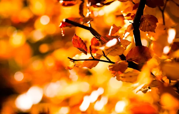 Leaves, macro, trees, background, Wallpaper, blur, leaf, wallpaper