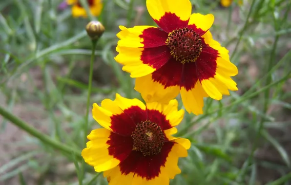 Flowers, pair, two flowers, Meduzanol ©, yellow-brown