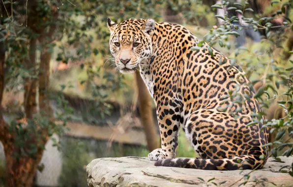 Cat, animal, stay, Jaguar