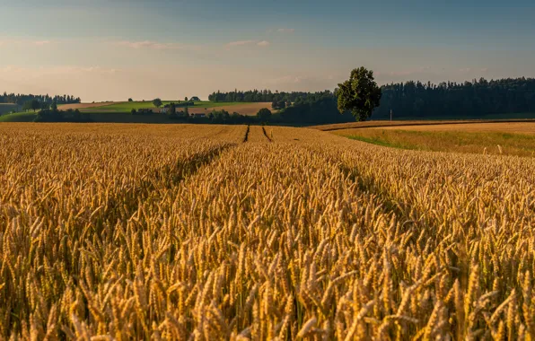 Wheat, field, forest, the sky, tree, field, space, track