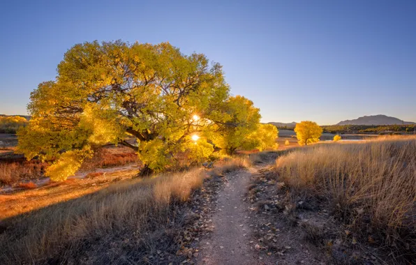 Road, trees, stones, the evening, AZ, USA, Arizona, Prescott