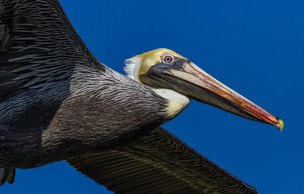 Picture bird, wings, beak, Pelican