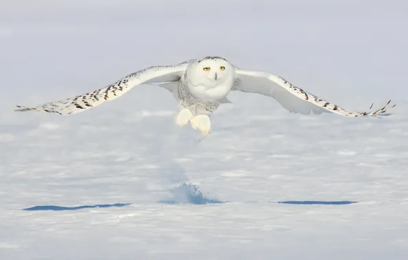 Snow, owl, bird