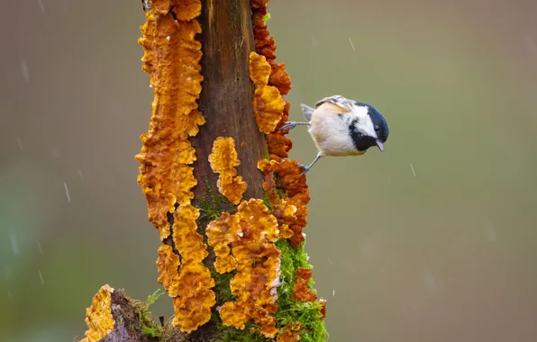 The rain, background, tree, moss, trunk, bark, bird, bitches