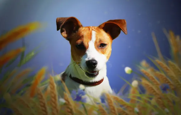 Background, each, dog, ears, Jack Russell Terrier