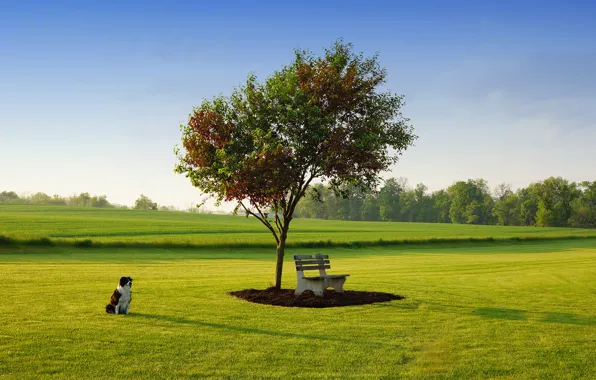 The sky, grass, Park, tree, lawn, dog, spring, May