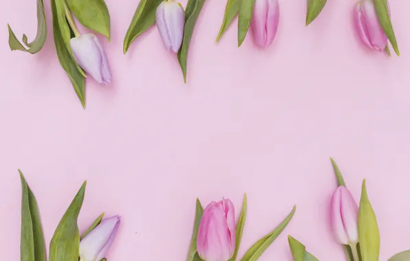 Picture tulips, flowers, buds, background