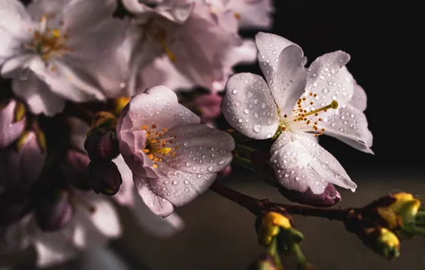 Picture drops, flowers, branches, cherry, the dark background, spring, Sakura, buds