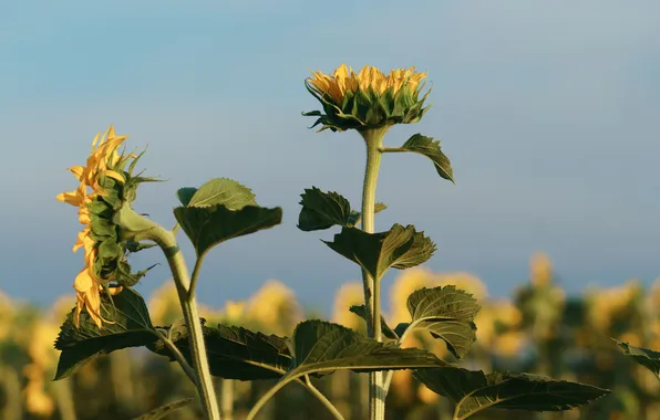 Picture flower, nature, sunflower, Vadim Mironov