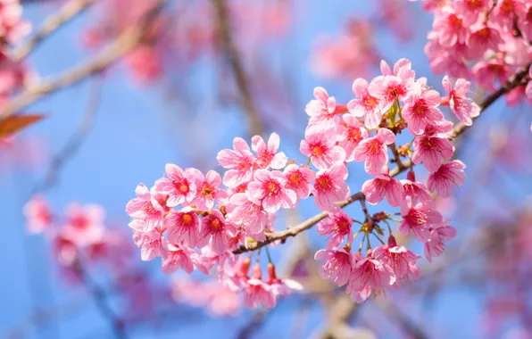 Picture branches, spring, Sakura, flowering, pink, blossom, sakura, cherry