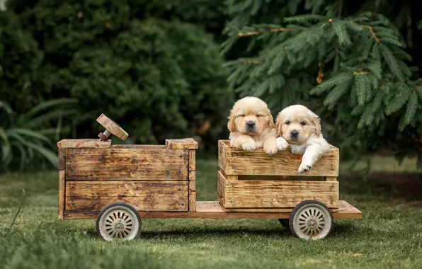 Dogs, puppies, boxes, a couple, twins, Golden Retriever, Golden Retriever, Victoria Dubrovskaya