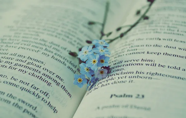 Picture flowers, text, book, forget-me-nots