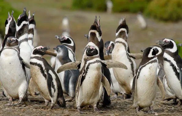 Picture birds, inhabitants, Penguins