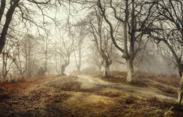 Forest, fog, Spain, Basque Country