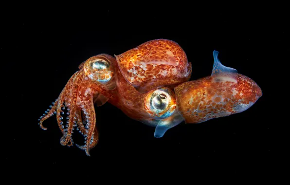 Picture sea, water, macro, two, black background, underwater world, under water, squid