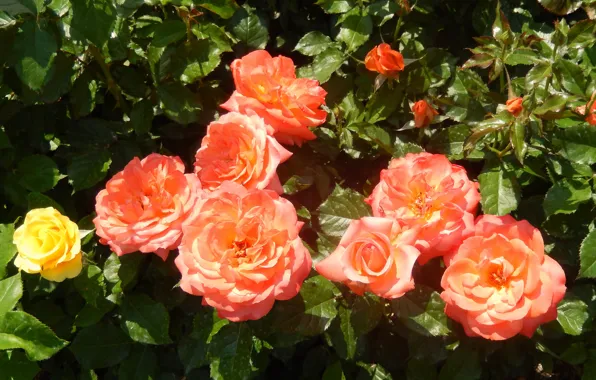 Flowers, widescreen, Wallpaper, Bush, roses, wallpaper, widescreen, background