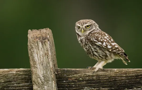 Picture owl, Board, owl