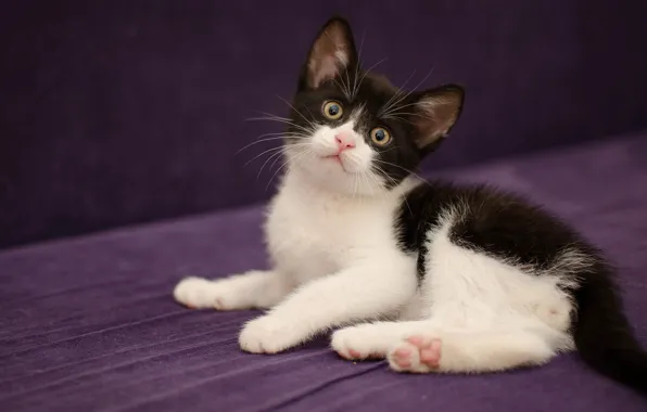 Cat, look, face, pose, the dark background, kitty, black and white, fabric