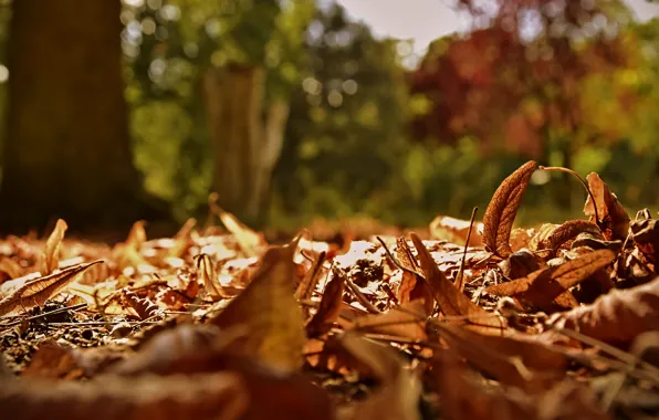 Autumn, leaves, light, trees, Park, falling leaves, bokeh, the pile of leaves